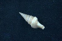 藏品(環珠捲管螺)的圖片